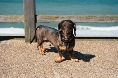 Dalgaların yakınındaki kumsalda yürüyen sevimli dachshund, deniz kenarında güneşli bir günün tadını çıkarıyor..