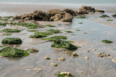 Huzurlu bir nehir, sakin bir sahil manzarasında tatlı suyu tuzlu suyla harmanlayarak açık denize doğru yol alır..