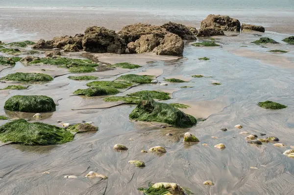 Huzurlu bir nehir, sakin bir sahil manzarasında tatlı suyu tuzlu suyla harmanlayarak açık denize doğru yol alır..
