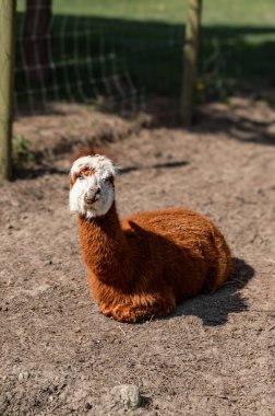 Bir alpaka, yumuşak postu ve tuhaf ifadesiyle bir çiftlikte mutlu bir şekilde yatar. Çiftlik hayatının cazibesini yakalar..