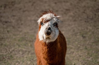 Bir alpaka mutlu bir şekilde bir çiftlikte duruyor, yumuşak postu ve tuhaf ifadesiyle açık havanın tadını çıkarıyor - çiftlik hayatının cazibesini yakalıyor..