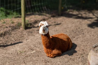 Bir alpaka, yumuşak postu ve tuhaf ifadesiyle bir çiftlikte mutlu bir şekilde yatar. Çiftlik hayatının cazibesini yakalar..
