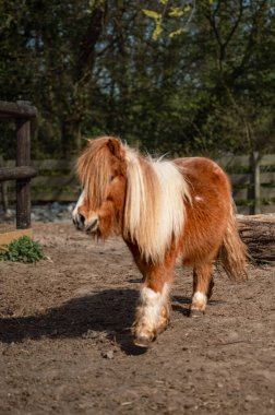 Kibar, kahverengi bir midilli, doğal kırsal cazibe ve kırsal sükunetle çevrili bir çiftlik ortamında huzur içinde duruyor..