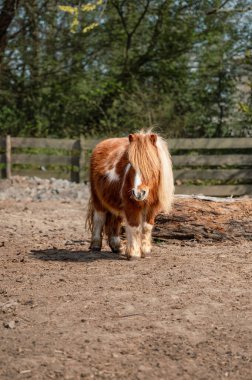 Kibar, kahverengi bir midilli, doğal kırsal cazibe ve kırsal sükunetle çevrili bir çiftlik ortamında huzur içinde duruyor..