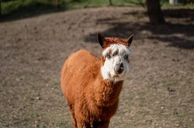 Bir alpaka mutlu bir şekilde bir çiftlikte duruyor, yumuşak postu ve tuhaf ifadesiyle açık havanın tadını çıkarıyor - çiftlik hayatının cazibesini yakalıyor..