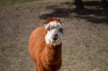 Bir alpaka mutlu bir şekilde bir çiftlikte duruyor, yumuşak postu ve tuhaf ifadesiyle açık havanın tadını çıkarıyor - çiftlik hayatının cazibesini yakalıyor..
