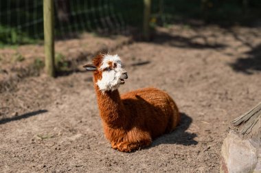 Bir alpaka, yumuşak postu ve tuhaf ifadesiyle bir çiftlikte mutlu bir şekilde yatar. Çiftlik hayatının cazibesini yakalar..