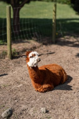 Bir alpaka, yumuşak postu ve tuhaf ifadesiyle bir çiftlikte mutlu bir şekilde yatar. Çiftlik hayatının cazibesini yakalar..