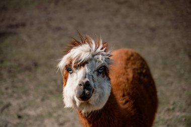 Bir alpaka mutlu bir şekilde bir çiftlikte duruyor, yumuşak postu ve tuhaf ifadesiyle açık havanın tadını çıkarıyor - çiftlik hayatının cazibesini yakalıyor..