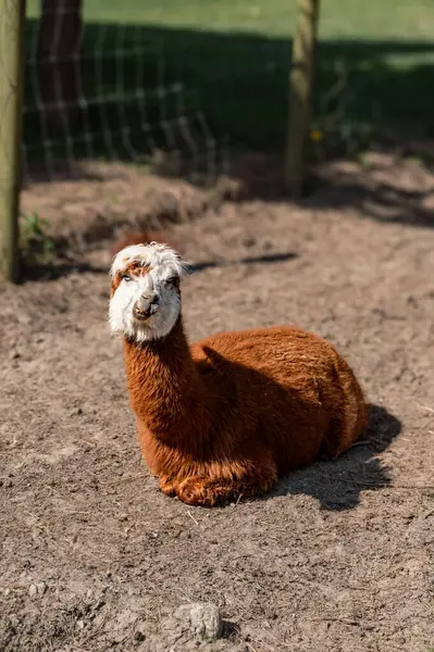Bir alpaka, yumuşak postu ve tuhaf ifadesiyle bir çiftlikte mutlu bir şekilde yatar. Çiftlik hayatının cazibesini yakalar..