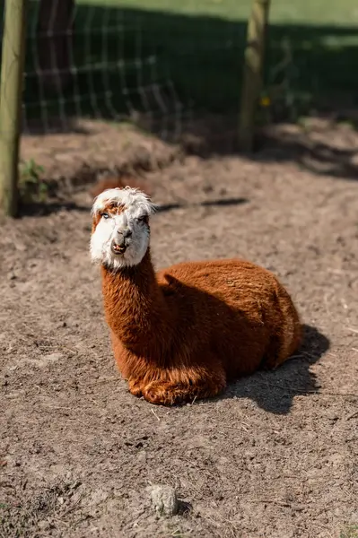 Bir alpaka, yumuşak postu ve tuhaf ifadesiyle bir çiftlikte mutlu bir şekilde yatar. Çiftlik hayatının cazibesini yakalar..