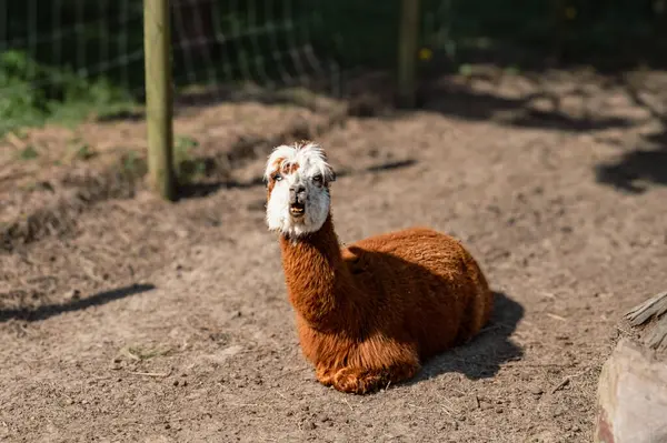 Bir alpaka, yumuşak postu ve tuhaf ifadesiyle bir çiftlikte mutlu bir şekilde yatar. Çiftlik hayatının cazibesini yakalar..