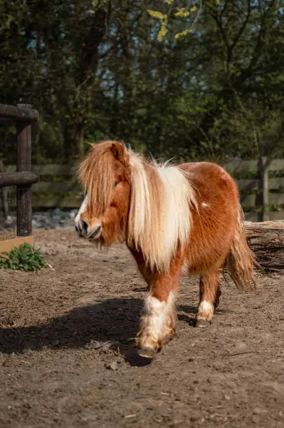 Kibar, kahverengi bir midilli, doğal kırsal cazibe ve kırsal sükunetle çevrili bir çiftlik ortamında huzur içinde duruyor..