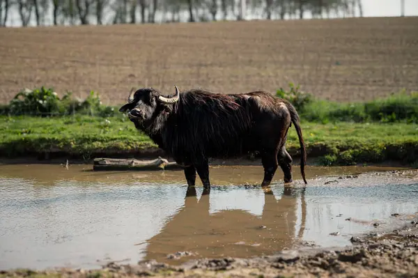 Kalın kürklü güçlü bir öküz, geleneksel çiftlik hayvanlarının engebeli güzelliğini somutlaştıran bir çiftlik ortamında huzur içinde duruyor..
