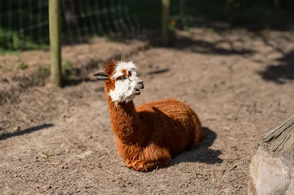 Bir alpaka, yumuşak postu ve tuhaf ifadesiyle bir çiftlikte mutlu bir şekilde yatar. Çiftlik hayatının cazibesini yakalar..