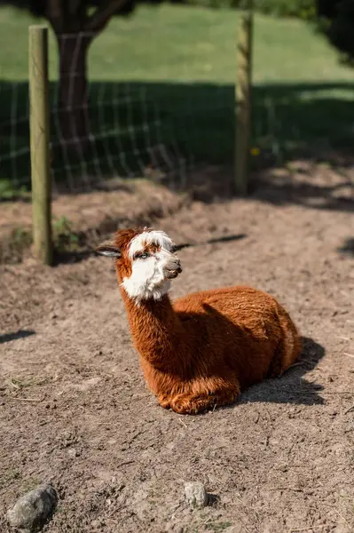 Bir alpaka, yumuşak postu ve tuhaf ifadesiyle bir çiftlikte mutlu bir şekilde yatar. Çiftlik hayatının cazibesini yakalar..