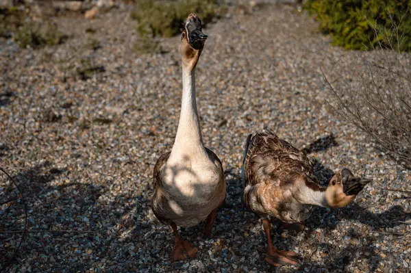 Bir çift kaz, kırsal bir çiftlik ortamında, doğal zarafetlerini ve bağlarını sergileyerek yan yana durur..