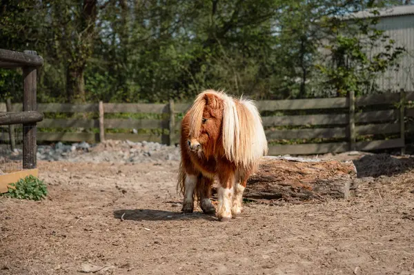 Kibar, kahverengi bir midilli, doğal kırsal cazibe ve kırsal sükunetle çevrili bir çiftlik ortamında huzur içinde duruyor..