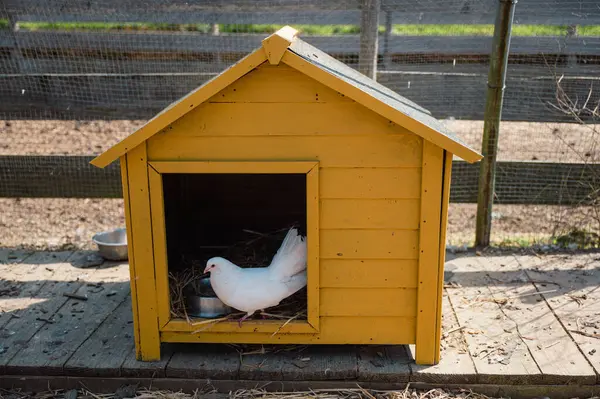 Bir güvercin, bir çiftlikteki rahat sarı bir yapının içinde huzur içinde yatar ve kırsal kesime cazibe katar..