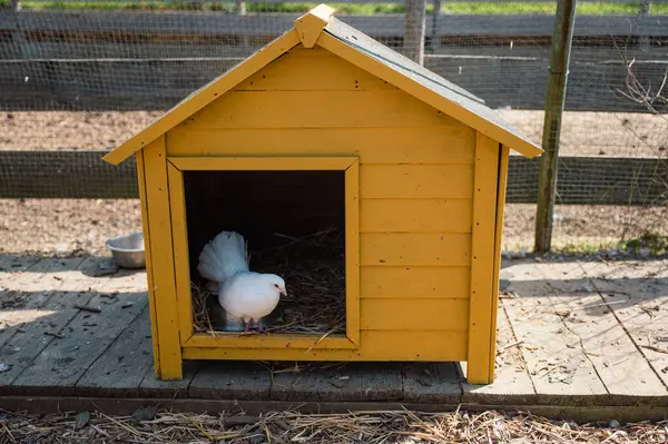 Bir güvercin, bir çiftlikteki rahat sarı bir yapının içinde huzur içinde yatar ve kırsal kesime cazibe katar..