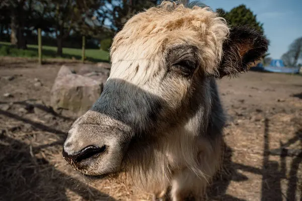 Kalın kürklü güçlü bir öküz, geleneksel çiftlik hayvanlarının engebeli güzelliğini somutlaştıran bir çiftlik ortamında huzur içinde duruyor..