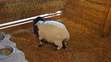 Beyaz ve siyah kürklü sevimli genç keçiler, meraklı yüzünü ve neşeli çiftlik ruhunu gösteriyorlar..