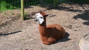 Bir alpaka, yumuşak postu ve tuhaf ifadesiyle bir çiftlikte mutlu bir şekilde yatar. Çiftlik hayatının cazibesini yakalar..