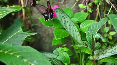 Büyük bir tropikal kelebek olan Papilio lowi, dinlenirken çarpıcı siyah beyaz kanatlarını sergiler ve egzotik böcek türlerinin güzelliğini gözler önüne serer..