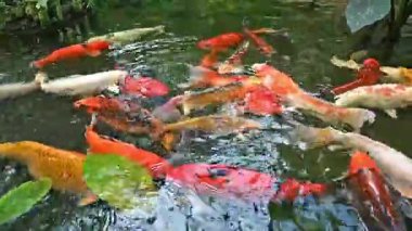 Canlı Japon koi sazan balığı huzurlu bir gölette zarifçe yüzer, canlı renkleri doğada büyüleyici bir hareket ve uyum yaratır..