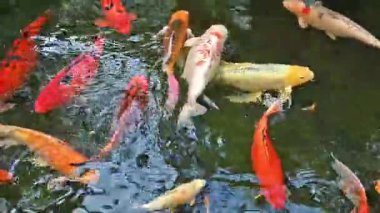 Canlı Japon koi sazan balığı huzurlu bir gölette zarifçe yüzer, canlı renkleri doğada büyüleyici bir hareket ve uyum yaratır..