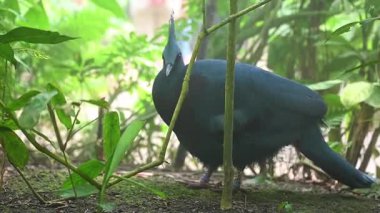 Victoria Taçlı Güvercin zarif dantelli arması ve zengin mavi tüyleriyle Yeni Gine 'den gelen bu görkemli kuşun detaylı bir yakın çekiminde yakalanır..