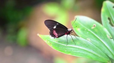 Büyük bir tropikal kelebek olan Papilio lowi, dinlenirken çarpıcı siyah beyaz kanatlarını sergiler ve egzotik böcek türlerinin güzelliğini gözler önüne serer..