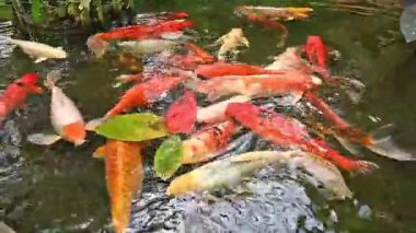 Canlı Japon koi sazan balığı huzurlu bir gölette zarifçe yüzer, canlı renkleri doğada büyüleyici bir hareket ve uyum yaratır..