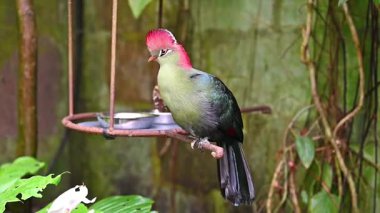Balıkçılar Turaco, Tauraco Fischeri. Yüksek kalite fotoğraf