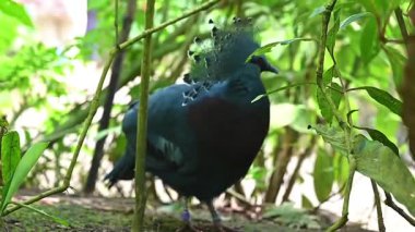 Victoria Taçlı Güvercin zarif dantelli arması ve zengin mavi tüyleriyle Yeni Gine 'den gelen bu görkemli kuşun detaylı bir yakın çekiminde yakalanır..