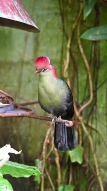 Balıkçılar Turaco, Tauraco Fischeri. Yüksek kalite fotoğraf