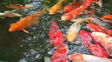 Canlı Japon koi sazan balığı huzurlu bir gölette zarifçe yüzer, canlı renkleri doğada büyüleyici bir hareket ve uyum yaratır..