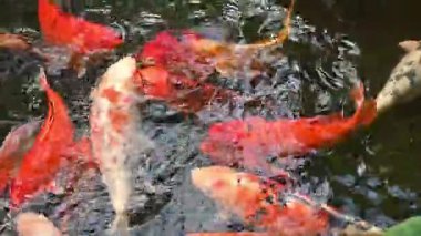 Canlı Japon koi sazan balığı huzurlu bir gölette zarifçe yüzer, canlı renkleri doğada büyüleyici bir hareket ve uyum yaratır..