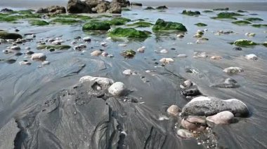 Huzurlu bir nehir, sakin bir sahil manzarasında tatlı suyu tuzlu suyla harmanlayarak açık denize doğru yol alır..