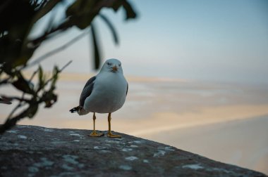 Mont Saint-Michel 'in antik taş duvarlarına tünemiş bir çift martı, aşağıdaki geniş gelgit düzlüklerine bakıyor..