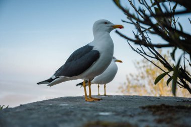 Mont Saint-Michel 'in antik taş duvarlarına tünemiş bir çift martı, aşağıdaki geniş gelgit düzlüklerine bakıyor..