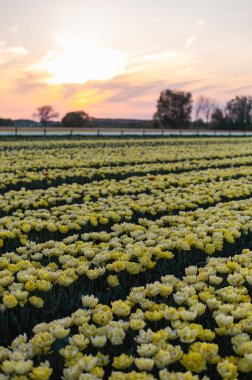 Hollanda kırsalına yayılan canlı laleler, Hollanda 'nın ikonik ilkbahar güzelliğini gözler önüne seriyor..