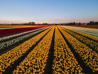 Hollanda kırsalına yayılan canlı lalelerin hava manzarası Hollanda 'nın ikonik ilkbahar güzelliğini gözler önüne seriyor..