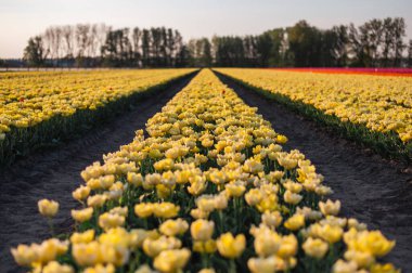 Hollanda kırsalına yayılan canlı laleler, Hollanda 'nın ikonik ilkbahar güzelliğini gözler önüne seriyor..