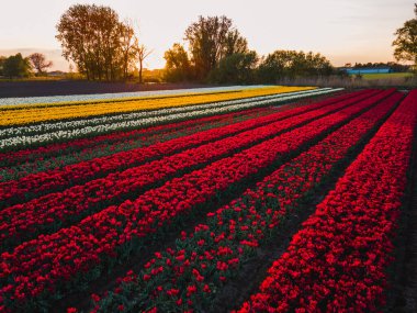 Hollanda kırsalına yayılan canlı lalelerin hava manzarası Hollanda 'nın ikonik ilkbahar güzelliğini gözler önüne seriyor..