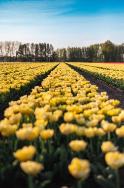 Hollanda kırsalına yayılan canlı laleler, Hollanda 'nın ikonik ilkbahar güzelliğini gözler önüne seriyor..