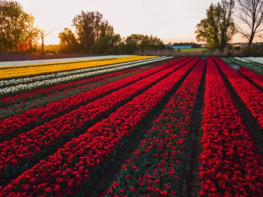 Hollanda kırsalına yayılan canlı lalelerin hava manzarası Hollanda 'nın ikonik ilkbahar güzelliğini gözler önüne seriyor..
