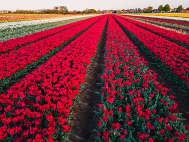 Hollanda kırsalına yayılan canlı lalelerin hava manzarası Hollanda 'nın ikonik ilkbahar güzelliğini gözler önüne seriyor..