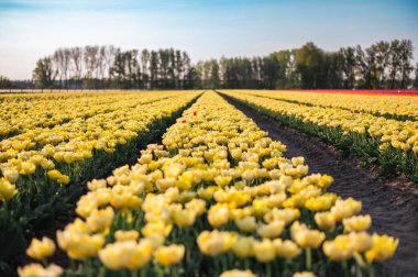 Hollanda kırsalına yayılan canlı laleler, Hollanda 'nın ikonik ilkbahar güzelliğini gözler önüne seriyor..