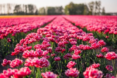 Hollanda kırsalına yayılan canlı laleler, Hollanda 'nın ikonik ilkbahar güzelliğini gözler önüne seriyor..